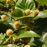 Adina cordifolia (Roxb.) Brandis